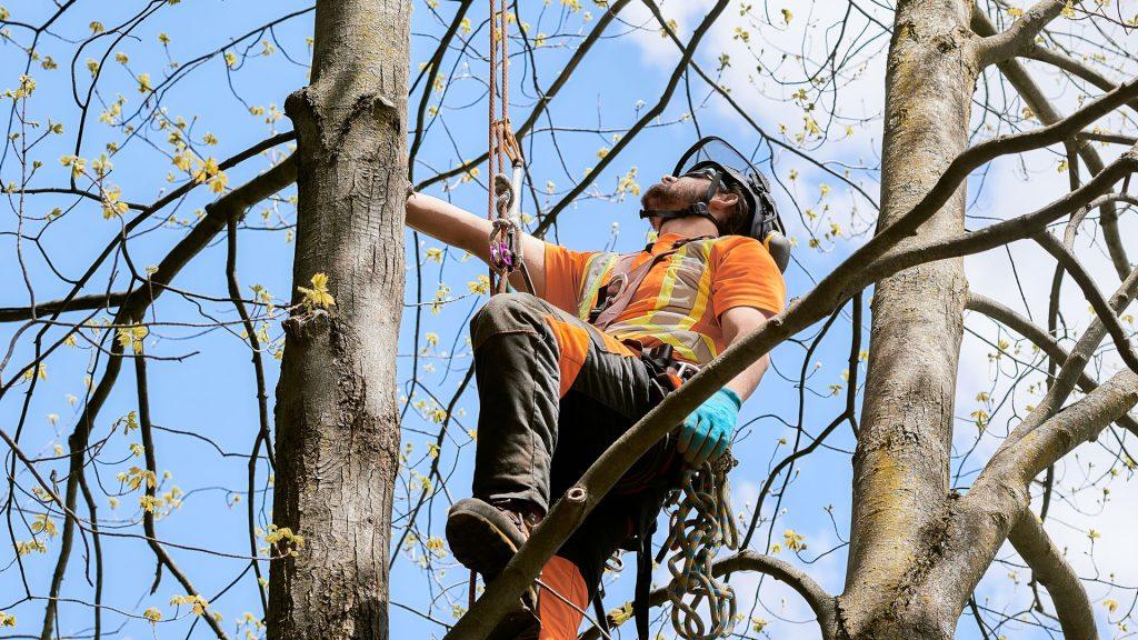 Enseignant du DEP en Élagage grimpant dans un arbre lors d'une démonstration de techniques d'élagage sécuritaires